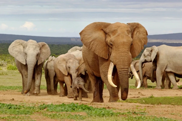 Africa